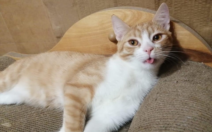 Zbiórka Na walkę Lolusia z panleukopenią - zdjęcie główne