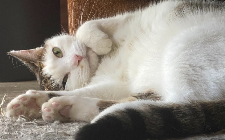 Zbiórka Ratujmy kota - zdjęcie główne