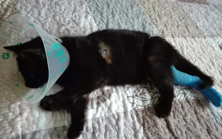 Zbiórka Gabryś zbiera na operację łapki - zdjęcie główne