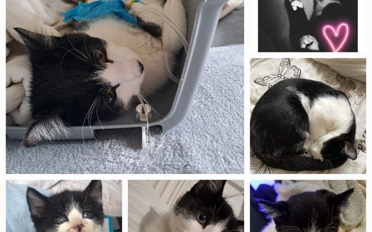 Zbiórka Ratunek dla 7 miesięcznego kotka - zdjęcie główne