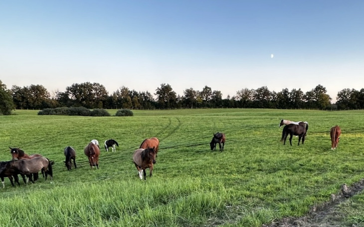 Stado koni pasących się na zielonej łące.