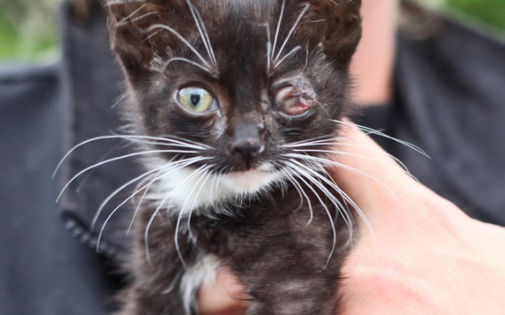 Kotek z jednym okiem, trzymany na rękach.