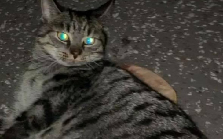 Zbiórka na USG kochanej bezdomnej kotki - zdjęcie główne