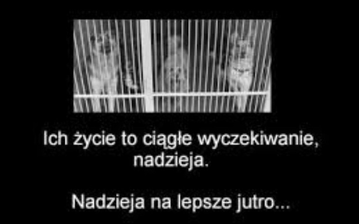 Zbiórka Schronisko na Paluchu - zdjęcie główne