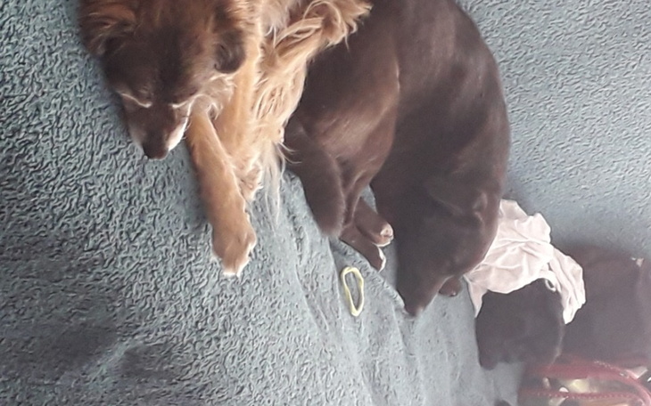 Zbiórka Grosik na opłatę za hotelowanie - zdjęcie główne