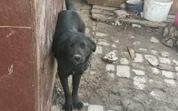 Zbiórka Na sterylizację Korci i maluchy - zdjęcie główne