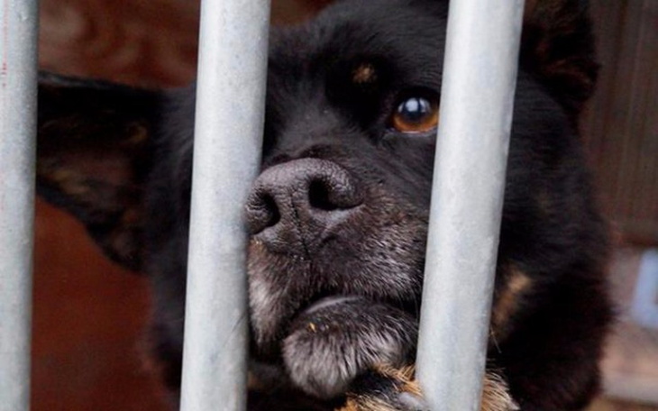 Zbiórka Zdążyć pomóc,by mogły żyć - zdjęcie główne