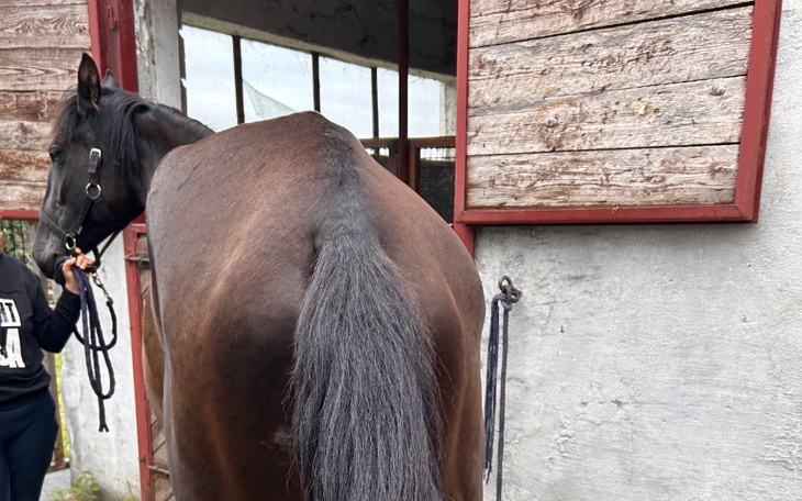 Zbiórka Ratunek niepełnosprawnej klaczy - zdjęcie główne