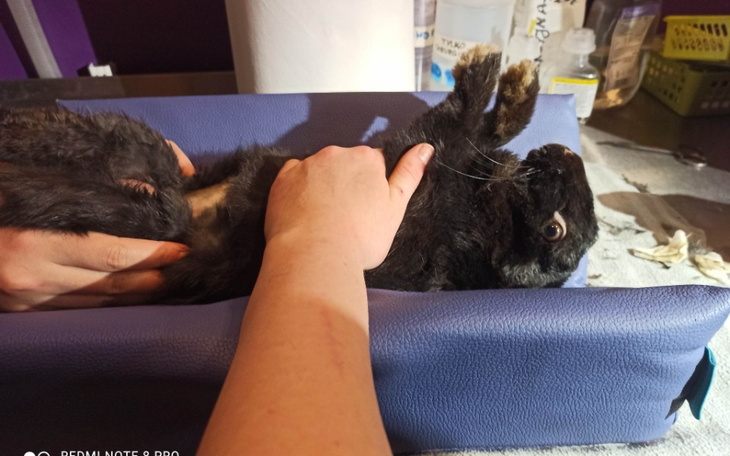 Zbiórka Uszate długi - zdjęcie główne