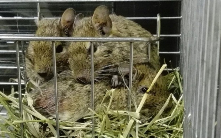 Zbiórka Głogowskie stado z procentami - zdjęcie główne