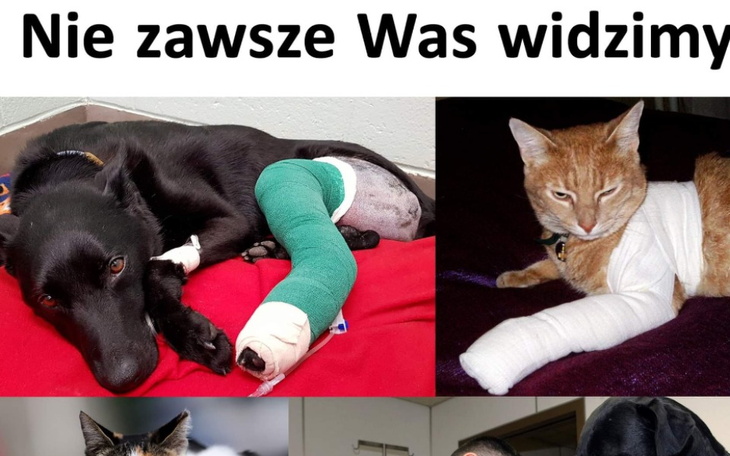 Zbiórka Pomoc dla potrąconych zwierząt - zdjęcie główne