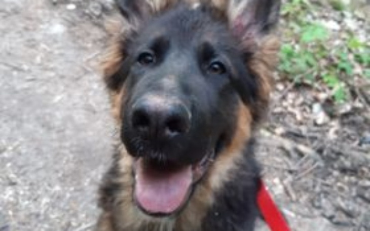 Zbiórka Pomoc na cztery łapy - zdjęcie główne