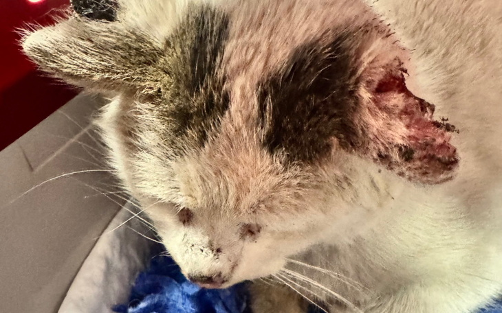 Kot z uszkodzoną małżowiną uszną, leżący w transporterze.