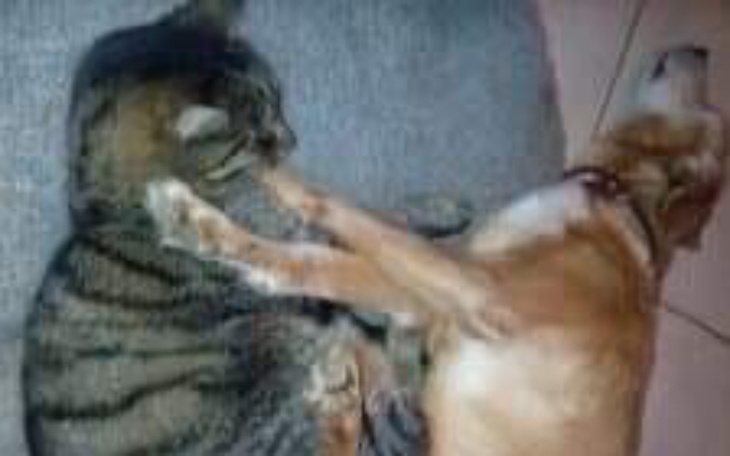 Zbiórka Niechciane stare, chore, kalekie - zdjęcie główne