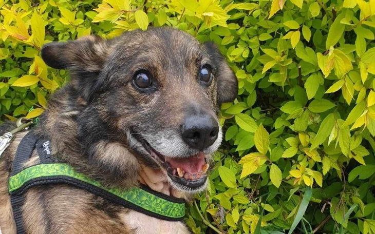 Szczęśliwy pies z uśmiechem, w otoczeniu zielonych liści.