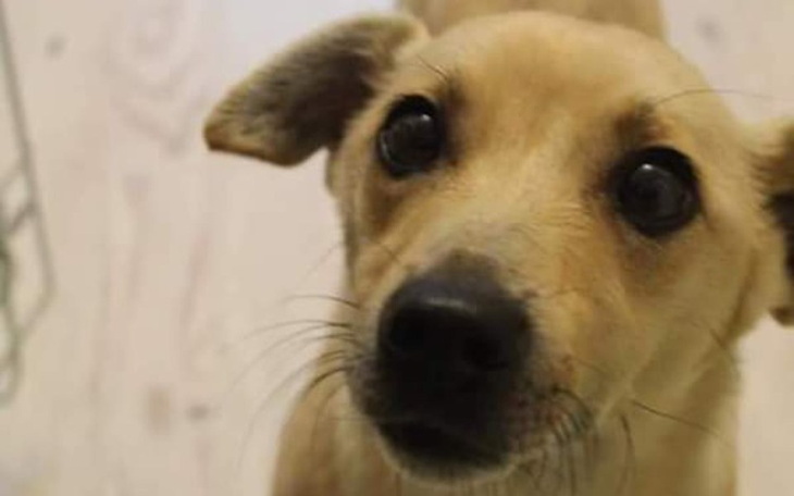 Zbiórka Zabieg dla Gwiazdki - zdjęcie główne