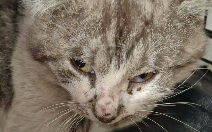 Kot z bliznami na twarzy, patrzący w obiektyw.