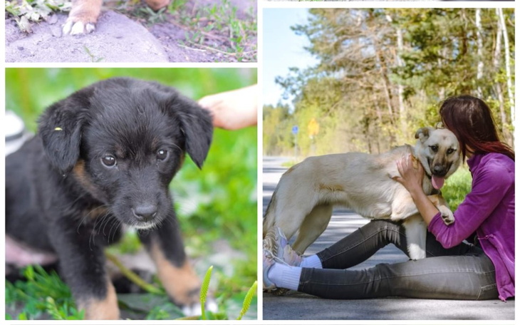 Zbiórka Transport psiakow z Urbanowa - zdjęcie główne