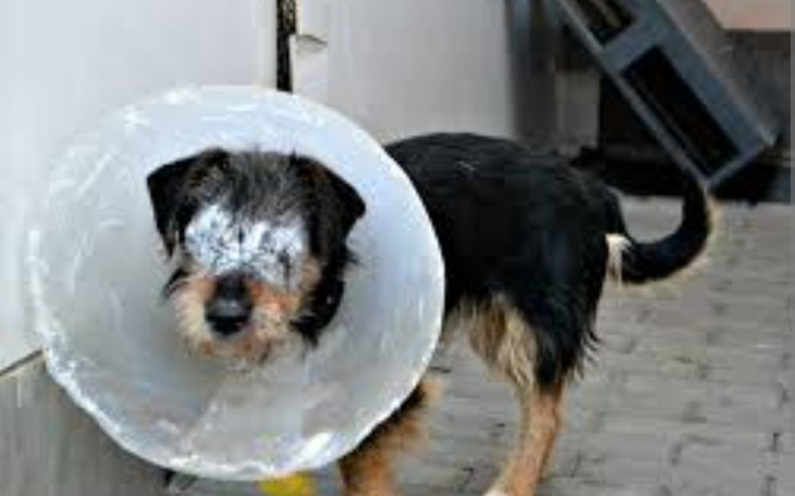 Zbiórka Help dla schroniska. - zdjęcie główne