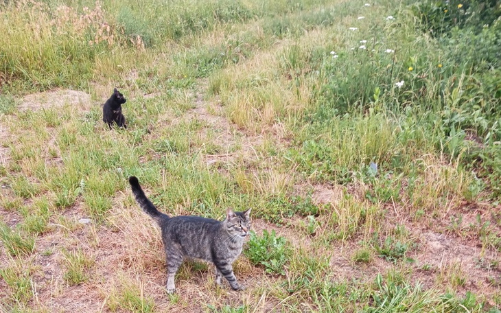 Zbiórka Karma dla moich I dzikich kotków - zdjęcie główne