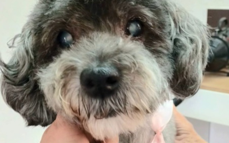 Zbiórka Pieniądze na operacje oka - zdjęcie główne