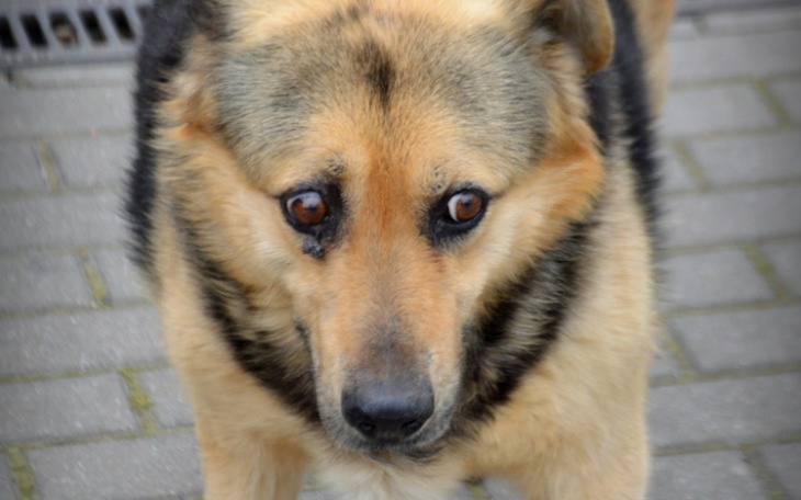 Zbiórka Operacja Łapka - zdjęcie główne