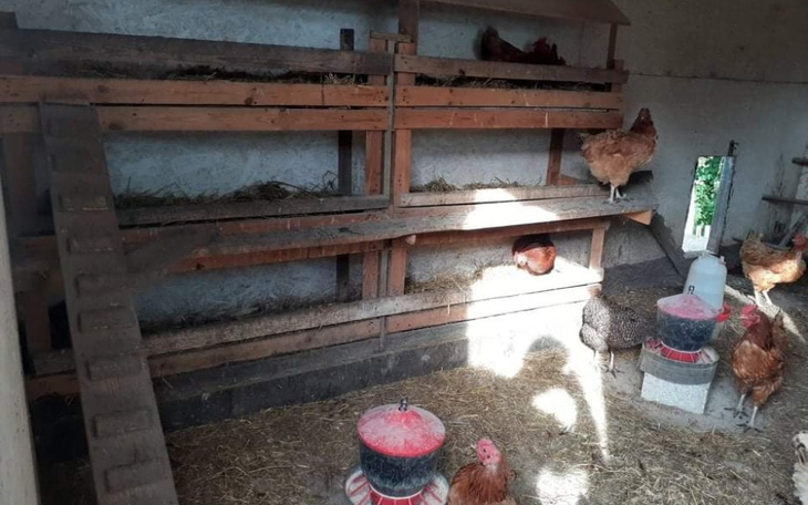 Zbiórka Na ekologiczną hodowlę kur - zdjęcie główne