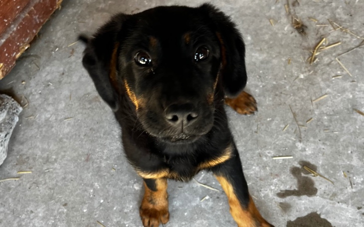 Zbiórka Siostrzyczki ze schroniska - zdjęcie główne