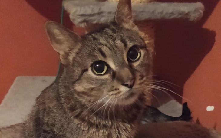 Kot o dużych oczach, siedzący na miękkim podłożu, z wyrazem ciekawości.