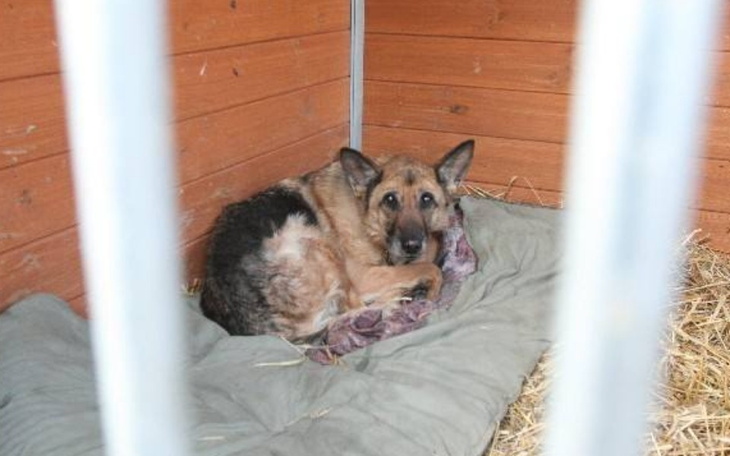 Zbiórka Pomoc psiakom ze schroniska - zdjęcie główne