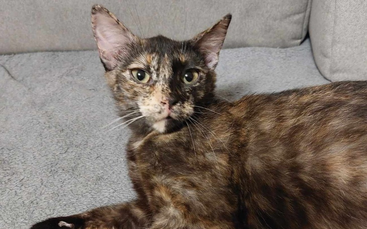 Zbiórka Szansa dla Poli - zdjęcie główne