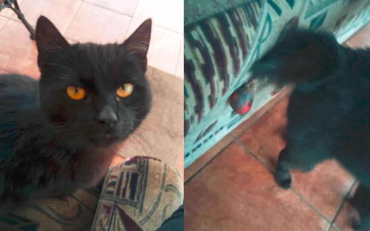 Zbiórka Pomoc dla Grzechotnika - zdjęcie główne