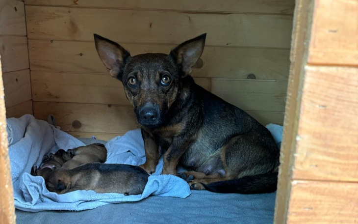 Zbiórka Transport płatny dla psiaków - zdjęcie główne