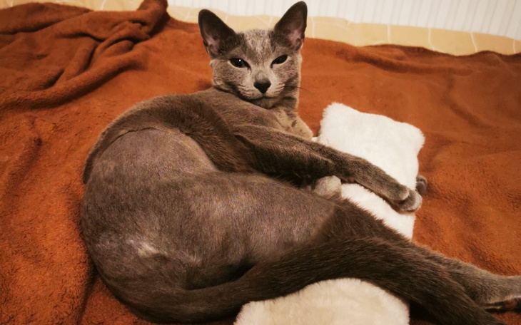 Kot leżący na brązowym kocu z pluszowym misiem.