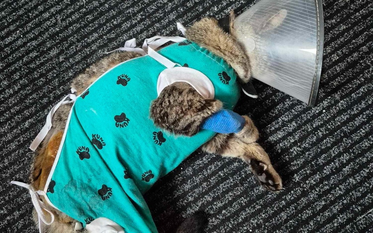 Kot w ubraniu ochronnym, leżący na podłodze.