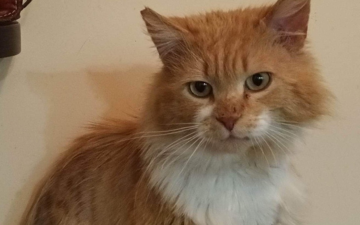 Zbiórka Transport dla Donouta - zdjęcie główne