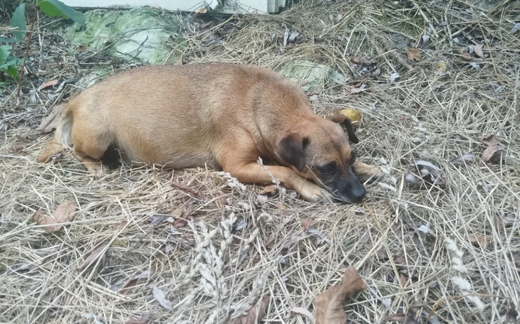 Zbiórka Porzucona ciężarna sunia - zdjęcie główne