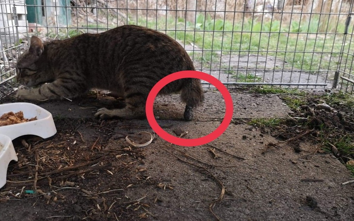 Zbiórka Kropka bez ogona - zdjęcie główne