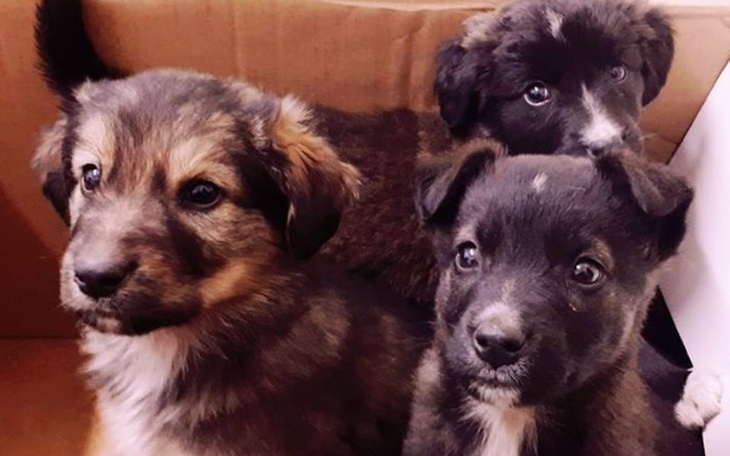 Zbiórka Pełne brzuszki, ciepłe uszki - zdjęcie główne