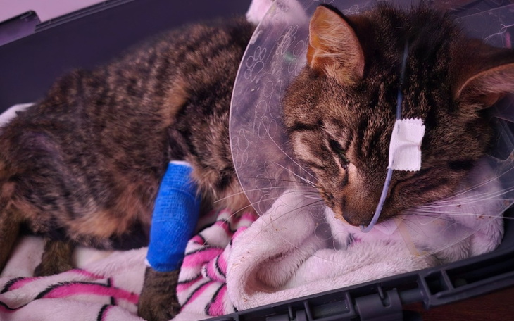 Kot w obroży, odpoczywający po zabiegu.