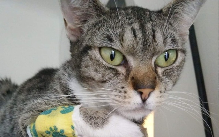 Zbiórka Na endoskopię Mrusi - zdjęcie główne