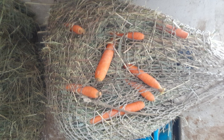 Marchewki leżące na siatce w stajni.