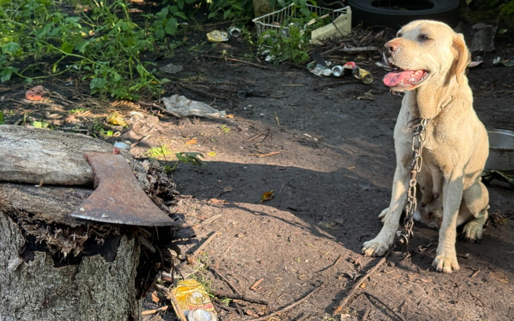 Dwa psy w kojcu, jeden w lunecie ochronnej.