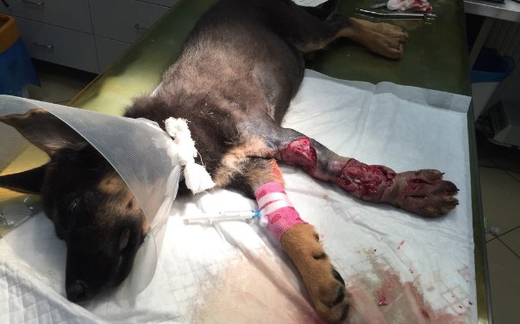 Zbiórka Ratujemy sprawność Frani . - zdjęcie główne