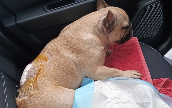 Zbiórka Rehabilitacja Moly - zdjęcie główne