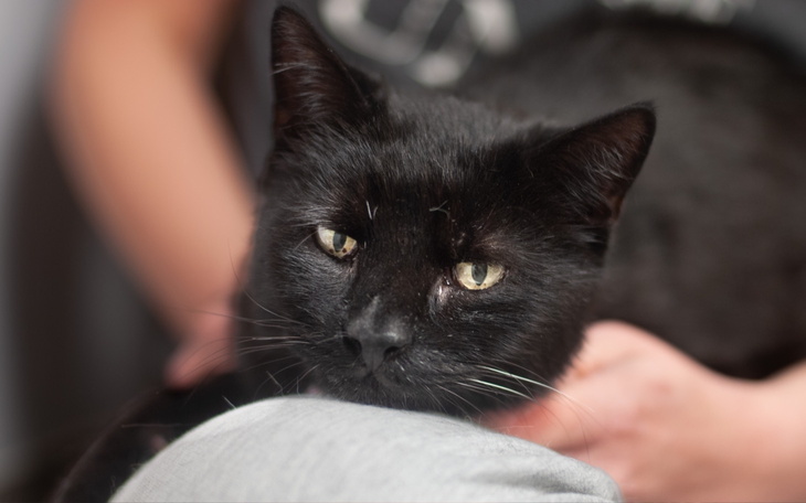 Mały piesek w przytulnym legowisku.