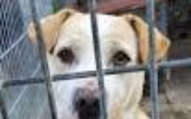 Pies patrzący przez kraty, z wyrazem tęsknoty.