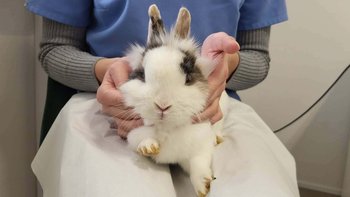 Zbiórka Wirtualna puszka Uszatych Serc - miniaturka zdjęcia