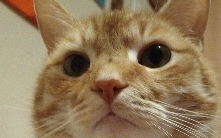 Zbiórka Leczenie Rudusia - zdjęcie główne