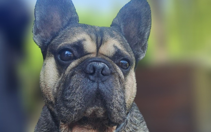 Pies rasy buldog francuski z wyrazistym spojrzeniem.